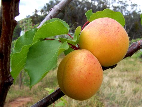 Apricot Scout Prunus Scout