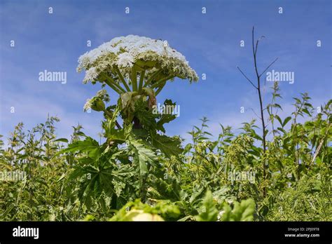 Heracleum giganteum Fotos und Bildmaterial in hoher Auflösung Alamy