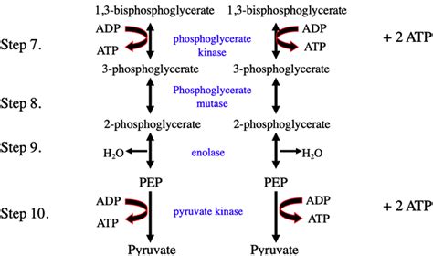 Glycolysis