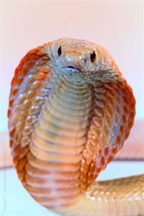 Albino Monocle Cobra Beautiful Snakes Cute Snake Cute