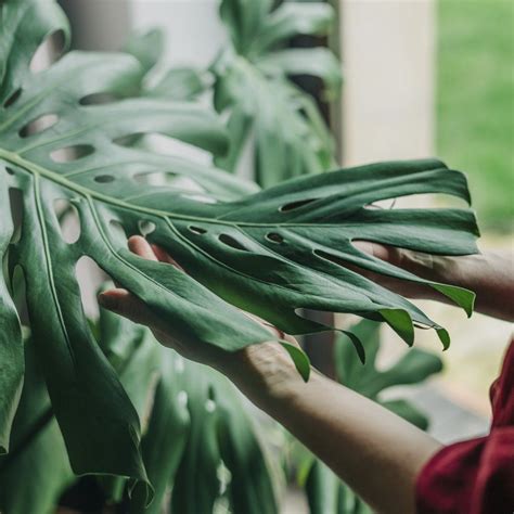 Les feuilles de Monstera ne se fendent pas C est peut être pourquoi