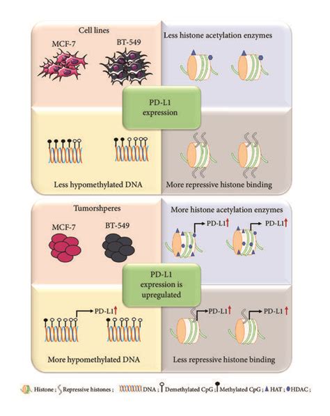 A Schematic Diagram Summarizing The Epigenetic Events Involved In The