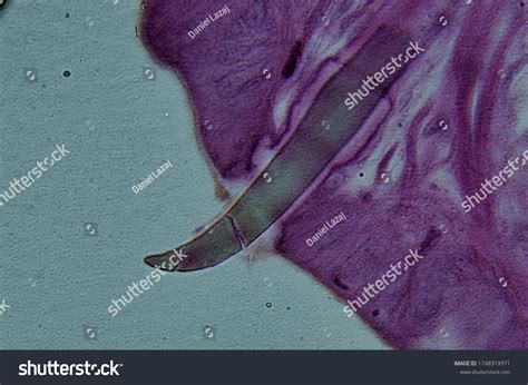 2 Hooke’s Microscope Stock Photos, Images & Photography | Shutterstock