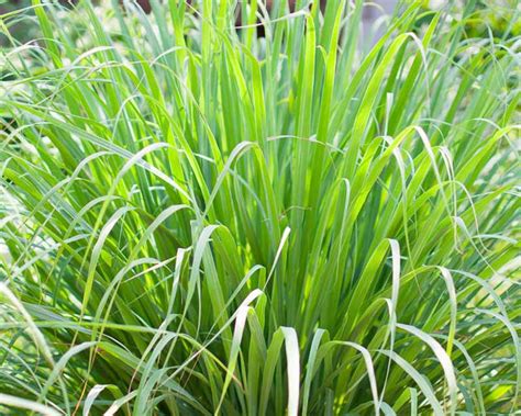 Lemongrass: How to Grow, Care and Use it