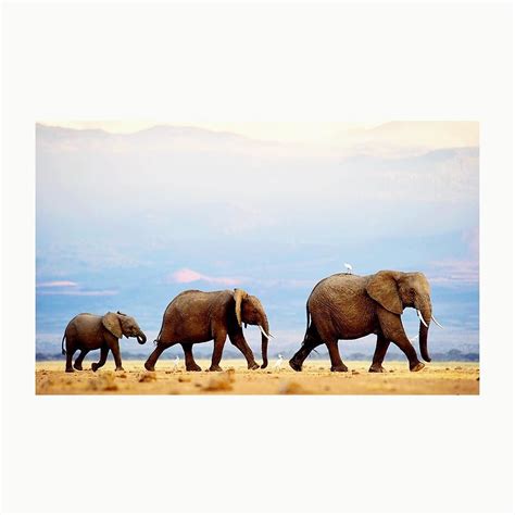 The life cycle of the elephant can be categorised into 3 main periods ...