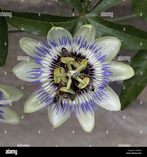 Blaue Passionsblume Passiflora Caerulea Passiflora Caerulea Blume