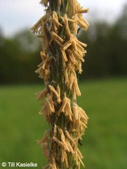 Artenseite Alopecurus Pratensis Wiesen Fuchschwanzgras Bochumer