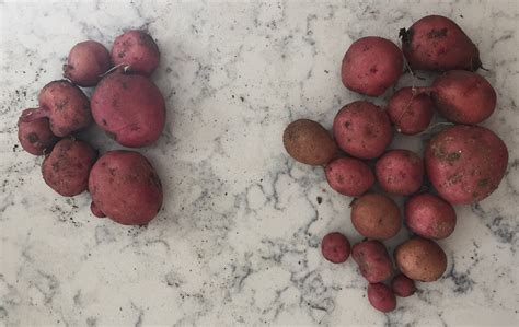 spring garden tasks hilling potatoes   yield