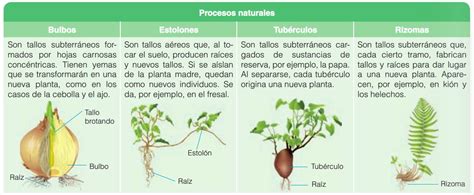 Biología 1ero Secundaria 2016 Relación Y Reproducción Asexual De Las Plantas