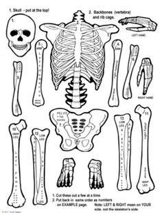 Esqueleto Humano Para Imprimir Y Armar Articulado Imagui Esqueleto