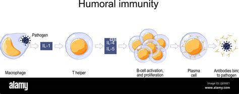 Inmunidad Mediada Por C Lulas Im Genes Vectoriales De Stock Alamy