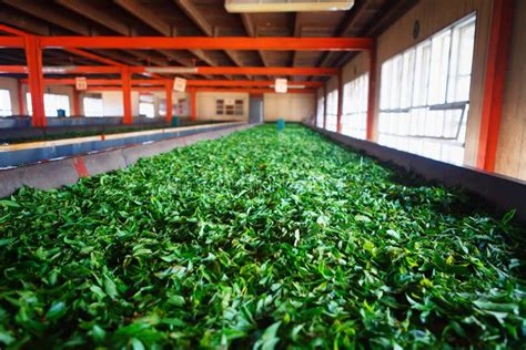 Fermentation Of Tea Leaves Drying Process In A Factory In Sri Lanka Stock Image Image Of