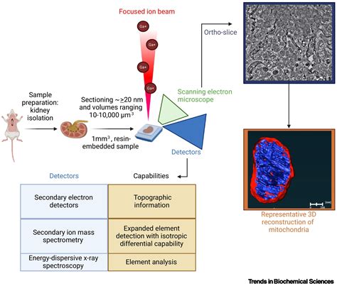 Revisiting Focused Ion Beam Scanning Electron Microscopy Trends In