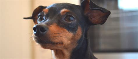 Razas De Perro Pinscher Miniatura Bekia Mascotas