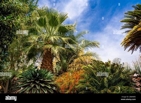 Middle East Plants Hi Res Stock Photography And Images Alamy