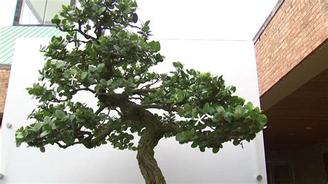 Chicago Botanic Garden Bonsai Tree Exhibit Celebrates Japanese