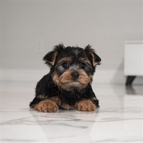 PuppyLandLA.com, Yorkies, Maltese, Breeders, teacup yorkie, teacup ...