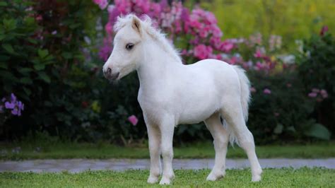 Miniature Horse Facts And Information - Breed Profile - AHF