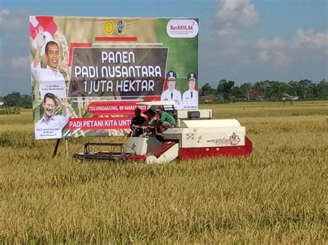 Pemkab Tulungagung Sukseskan Panen Padi Nusantara 1 Juta Hektar