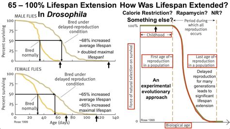 Lifespan Extension In Drosophila A Conversation With Dr