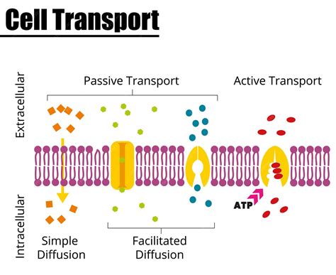Premium Vector | Passive vs Active cell transport Vector illustration Didatic illustration