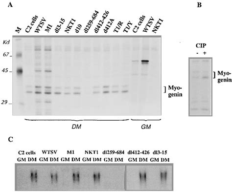 Myogenin Expression In Transformed Myoblasts A The Indicated