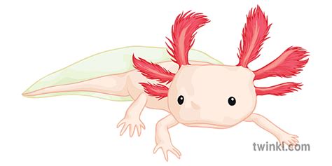 Axolotl Png Images Hd Png Play