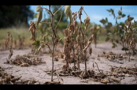 Declaran Emergencia Y Desastre Agropecuario En Provincias Argentinas