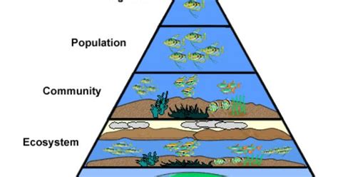 coral reef food chain pyramid - Arleen Gracia