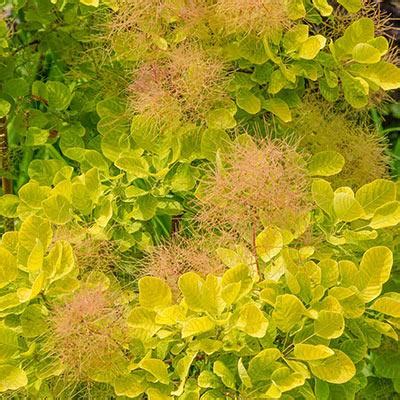 Cotinus Coggygria Golden Spirit Smokebush From Scotts Garden Centre