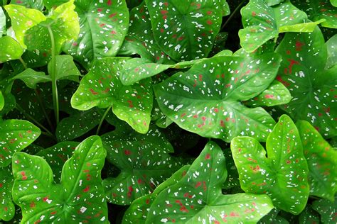 Green Red And White Spotted Heart Leaf Plant Free Image Peakpx