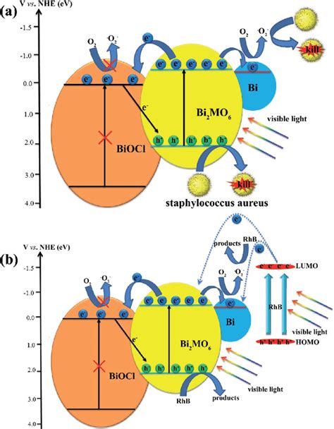 Possible Mechanism For The Photocatalytic Disinfection Of Bacteria A