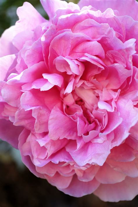 Pink Peony Macro - Free photo on Pixabay - Pixabay