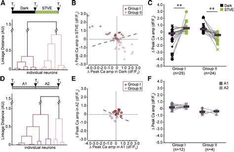 Experience Dependent Bimodal Plasticity Of Inhibitory Neurons In Early