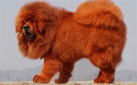 tibetan mastiff wallpapers top  tibetan mastiff backgrounds wallpaperaccess