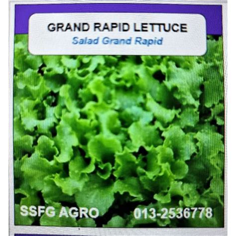 Benih Salad Grand Rapid Grand Rapid Lettuce