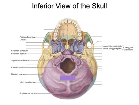 Inferior View Of Skull Diagram Quizlet