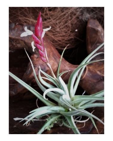 Tillandsia Lorentziana Forme