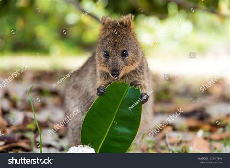 Baby Quokka Eating Ficus Leaf Rottnest Stock Photo 1625177863 | Shutterstock