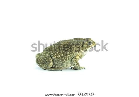 Toad Pregnant Isolated On White Background Stock Photo 684271696