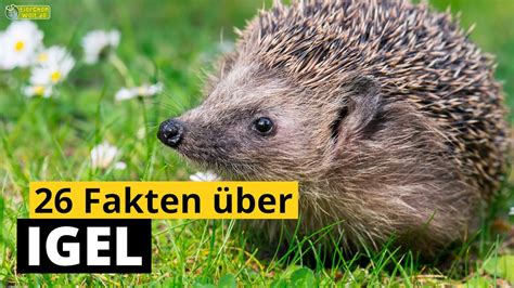 Steckbrief Fakten Ber Igel Doku Wissen Ber Tiere F R Kinder