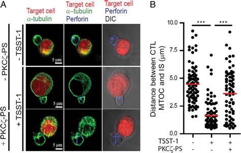 Inhibition Of Pkc Function Affects Ctl Polarization Toward Target