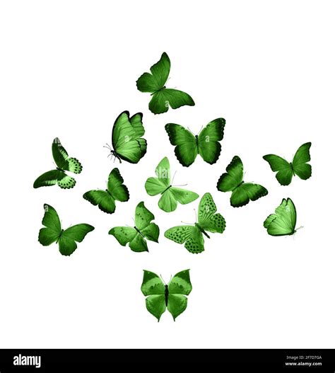 Light Green Butterfly Background