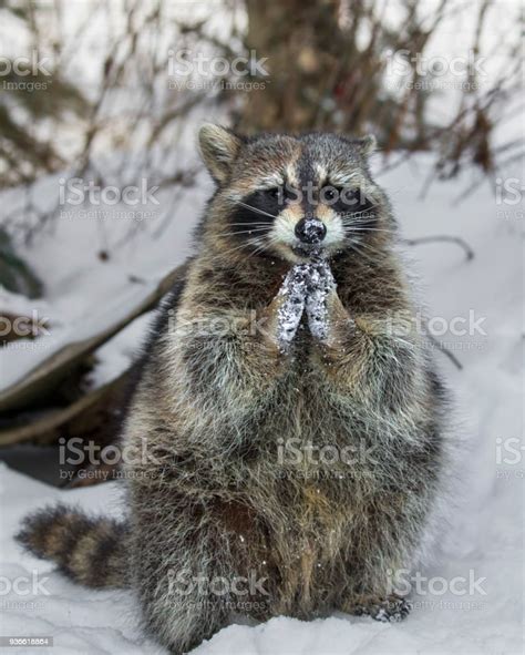 Raccoon Appears To Be Praying Stock Photo Download Image Now