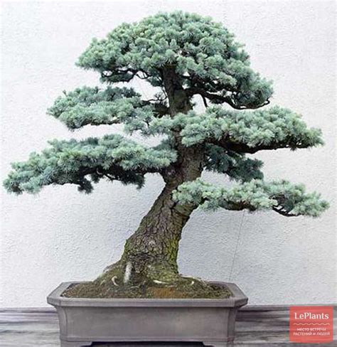 Кедр ливанский (Cedrus libani) — описание, выращивание, фото | на ...