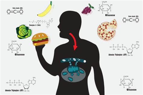 Anabolism vs. Catabolism | Biology Dictionary