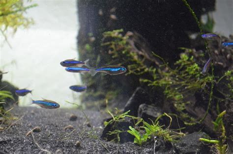 Blauer Neon Im Aquarium Halten Aquarium Fische Pflanzen De