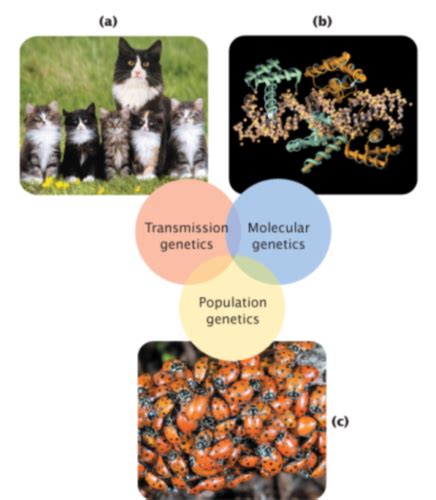 Genetics Chapter Flashcards Quizlet