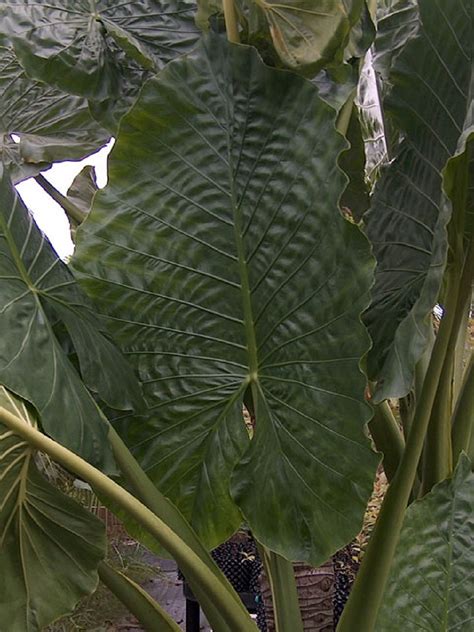 Alocasia Borneo Giant Elephant Ear Plant