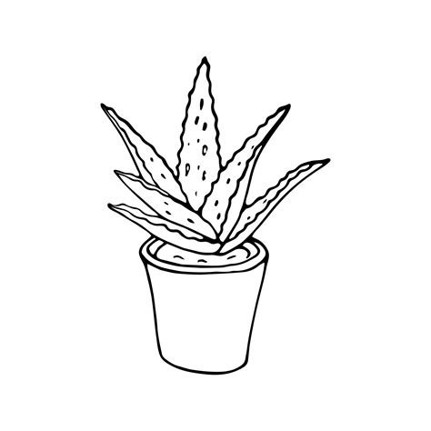 Hand Drawn Aloe Vera Plant In A Pot Vector Drawing Of Outline Aloe